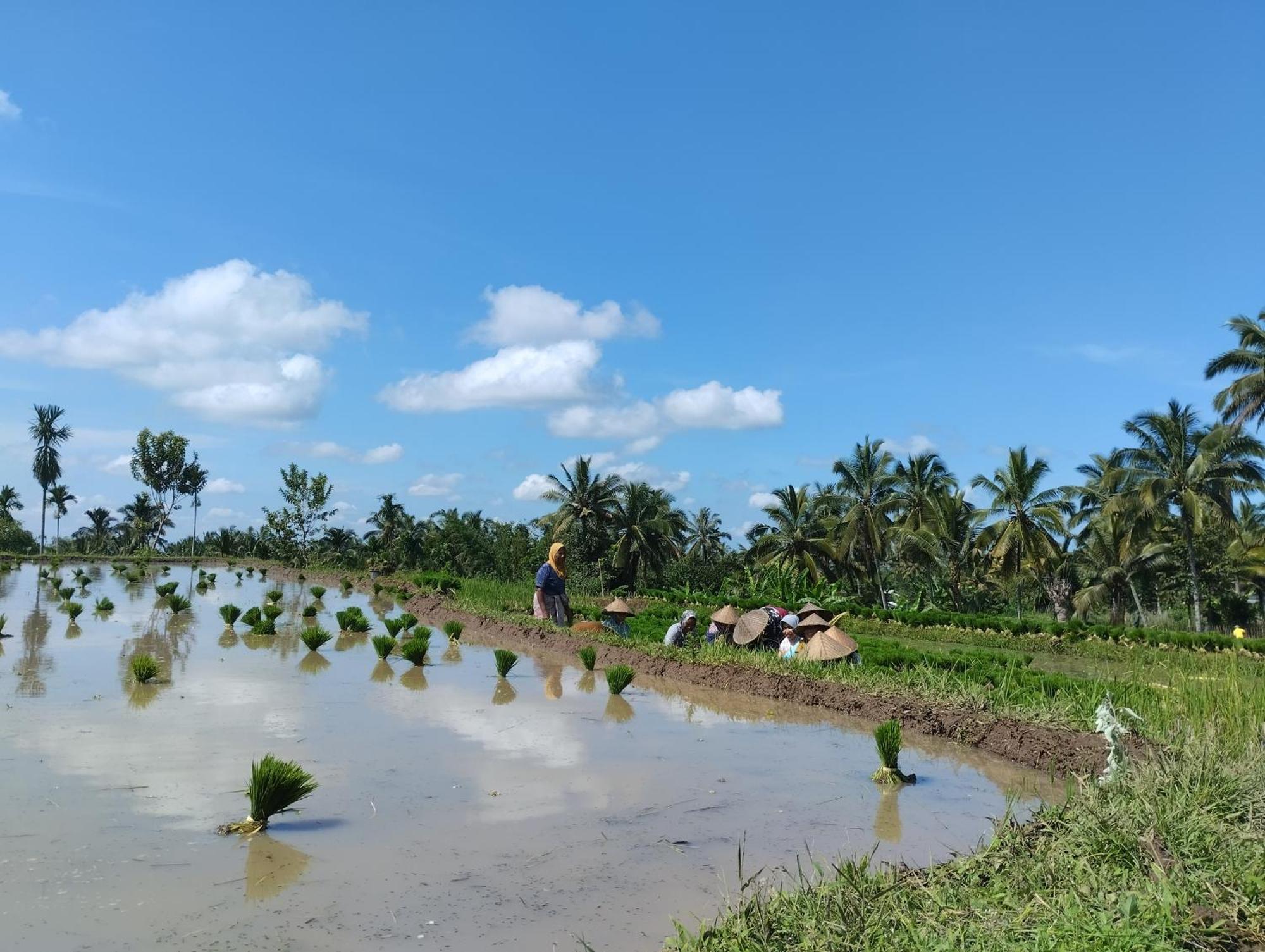 Rice Field Inn - Lombok Tetebatu Extérieur photo