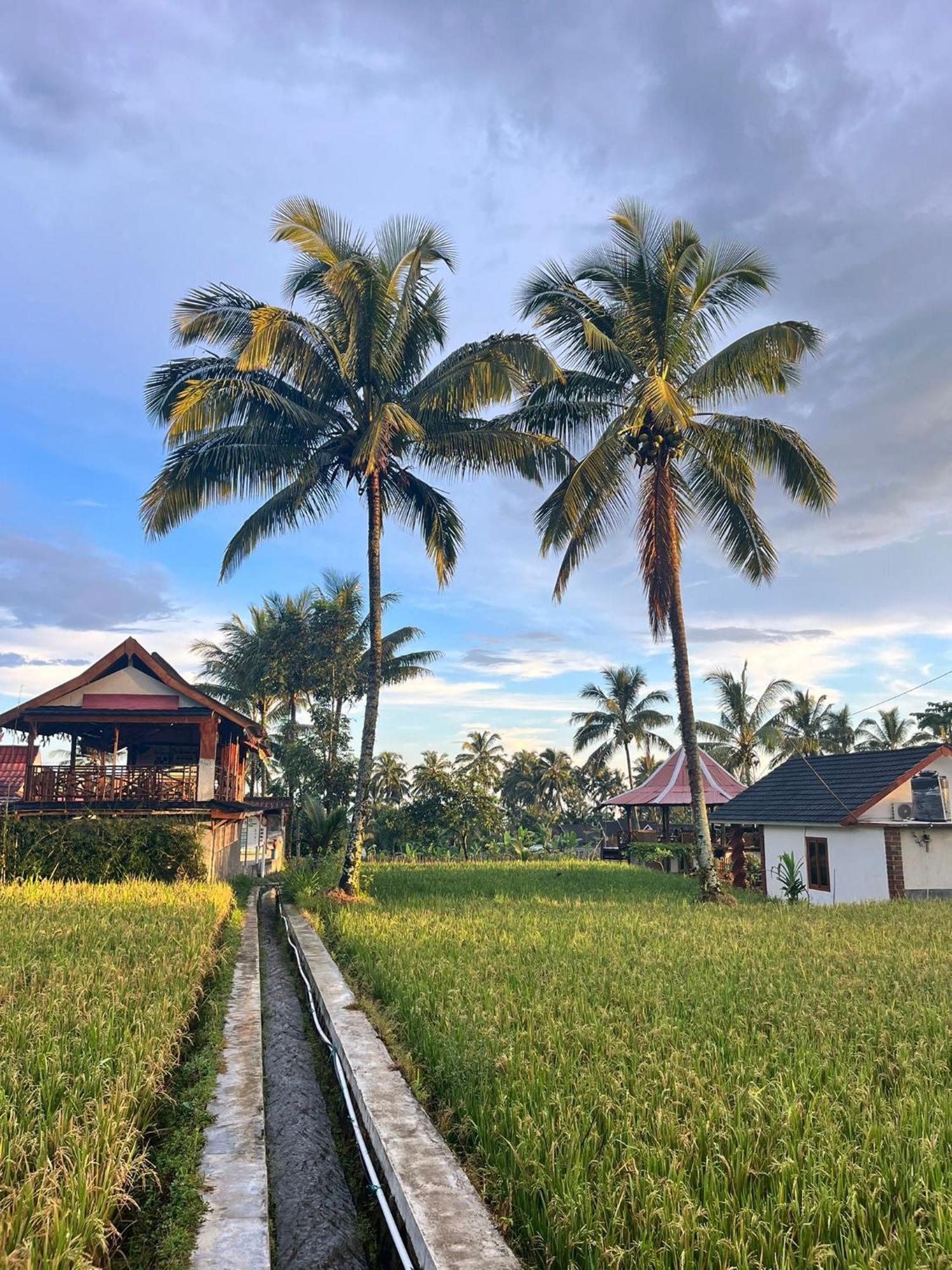 Rice Field Inn - Lombok Tetebatu Extérieur photo