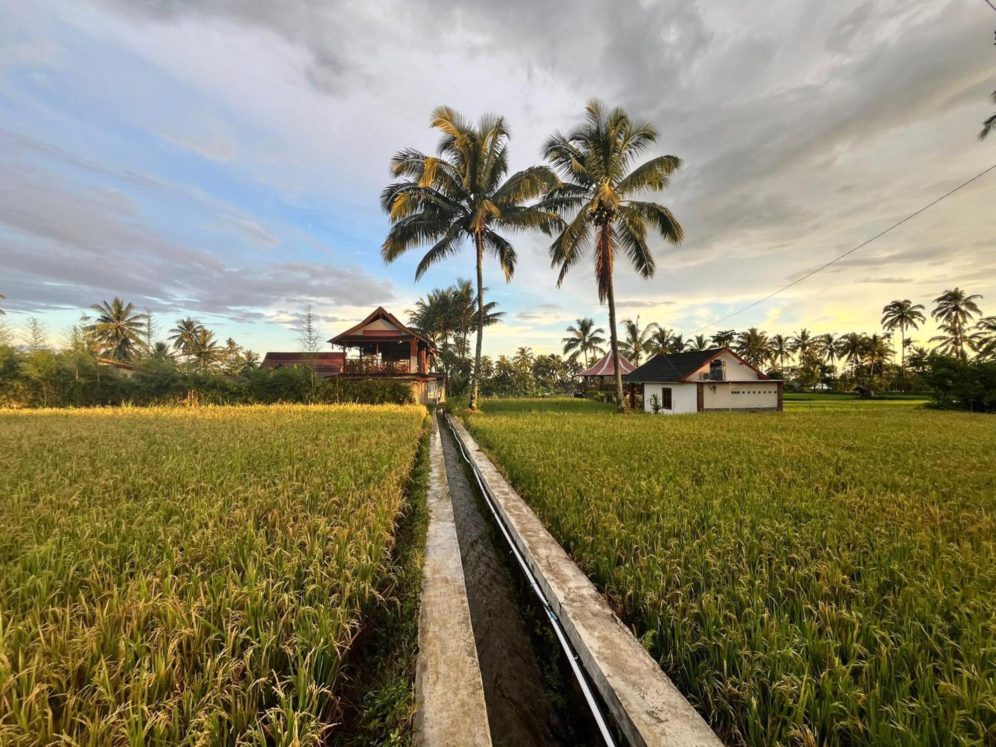 Rice Field Inn - Lombok Tetebatu Extérieur photo